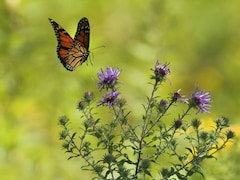 Climate Change Is Pushing Butterflies And Moths To Their Limits