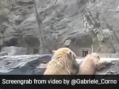 "Mom On Duty": Polar Bear Rescues Cub From Drowning, Video Is Viral